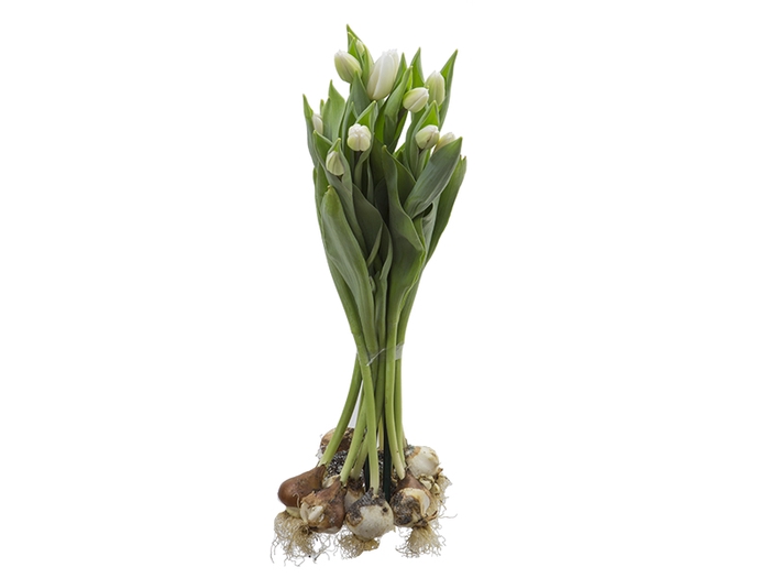 TULIPA BRANCO COM BULBOS