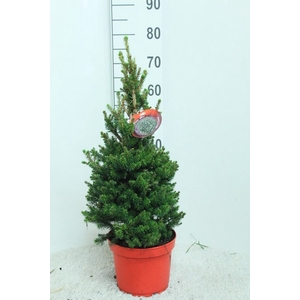 Picea abies 'Will's Zwerg'