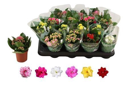 arr8 Kal Ge Ro Gem 6 Kl