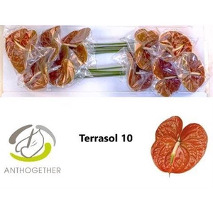 Anth A Terrasol