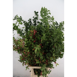 EUONYMUS KARDINAALSMUTS 140CM