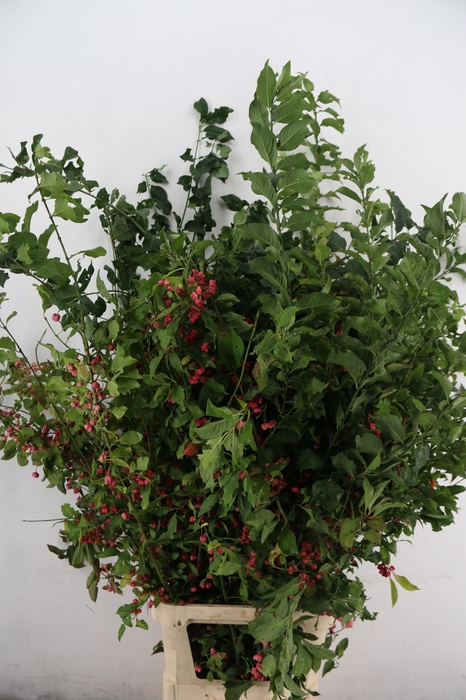 <h4>EUONYMUS KARDINAALSMUTS 140CM</h4>