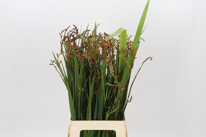 <h4>Crocosmia Red King</h4>