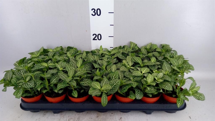 Fittonia   ...