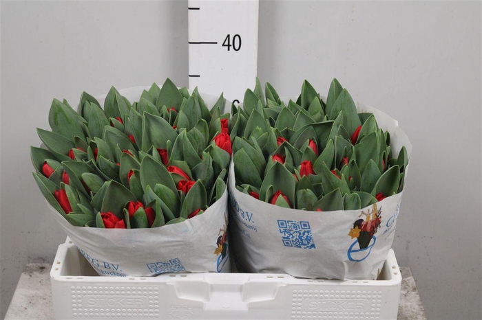 <h4>Tu En Escape</h4>