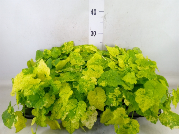 <h4>Tolmiea menziesii   ...variegated</h4>