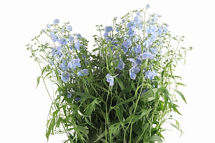 <h4>Delphinium Ballkleid Extra</h4>