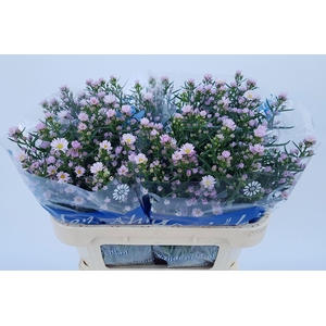 ASTER CLAUDIA 20 GR.