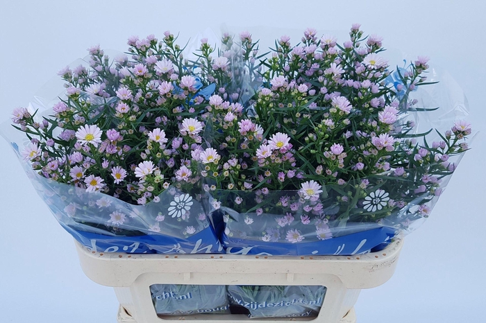 <h4>ASTER CLAUDIA 20 GR.</h4>