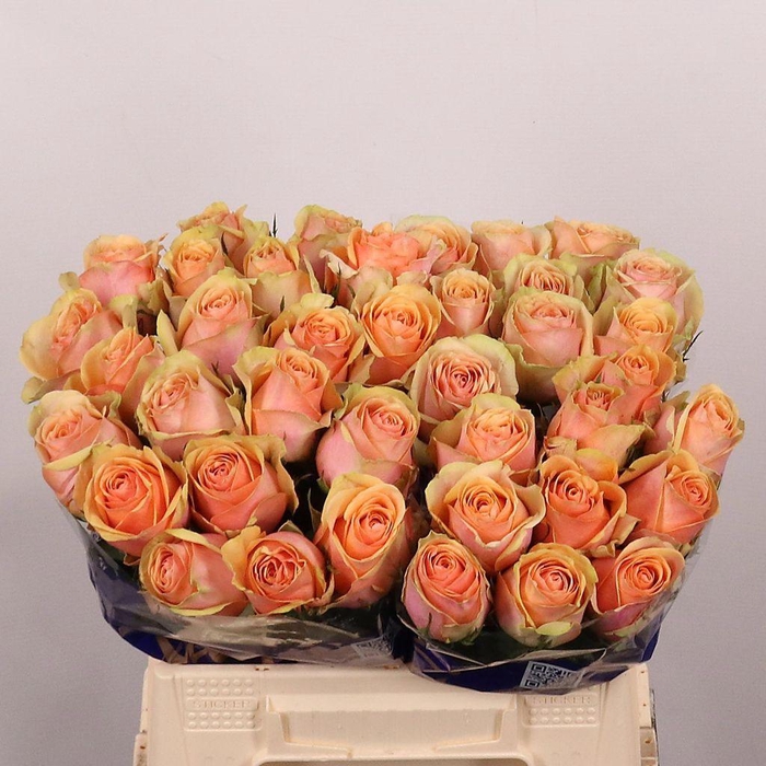 <h4>Rosa large dividend</h4>