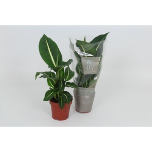 Dieffenbachia Green Magic
