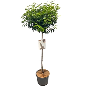 Prunus lusitanica 'Angustifolia' Stam 100 cm