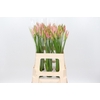 Nerine Vesta K