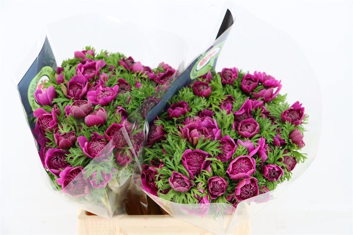 <h4>Anem Levante Orchid</h4>