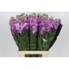 Matthiola Iron Pink