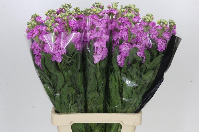 Matthiola Iron Pink
