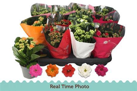 <h4>Kal Ge Gem 5 Kl Belg Vr</h4>