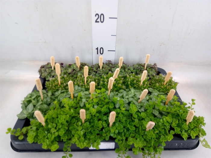 <h4>Planten  ..mix</h4>