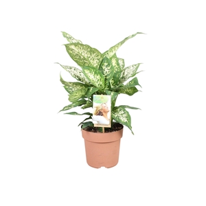 Dieffenbachia Compacta