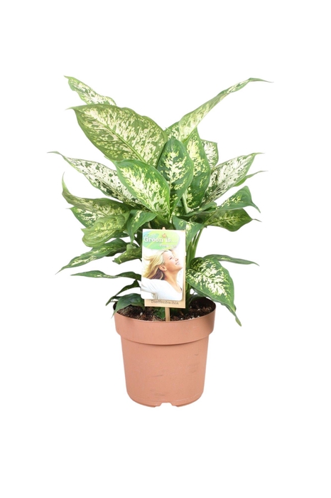 <h4>Dieffenbachia Compacta</h4>