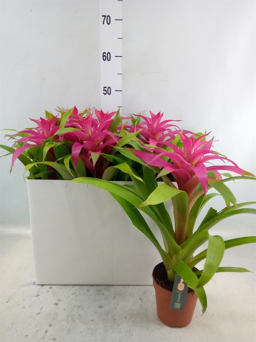 <h4>Guzmania  'Deseo Pink'</h4>