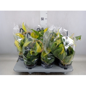 Philodendron scand. 'Brasil'
