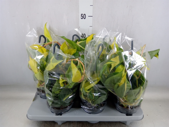 <h4>Philodendron scand. 'Brasil'</h4>