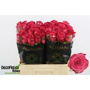 R Gr Paloma Royale Alisha