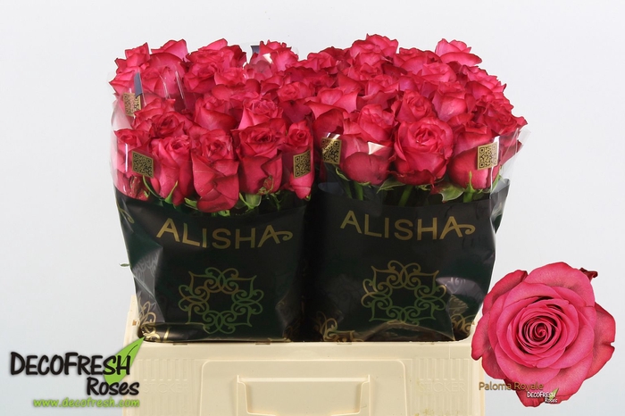 <h4>R Gr Paloma Royale Alisha</h4>