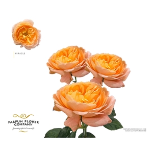 Rosa Spray Garden Miracle