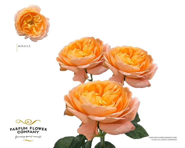 <h4>Rosa Spray Garden Miracle</h4>