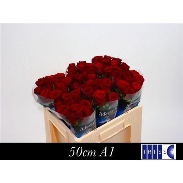 <h4>R Gr Red Naomi! 50cm</h4>