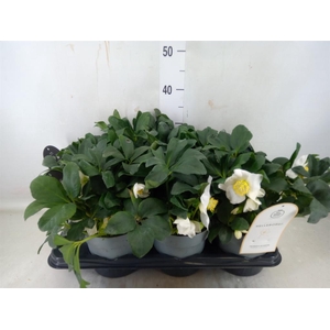 Helleborus niger 'Jacob'