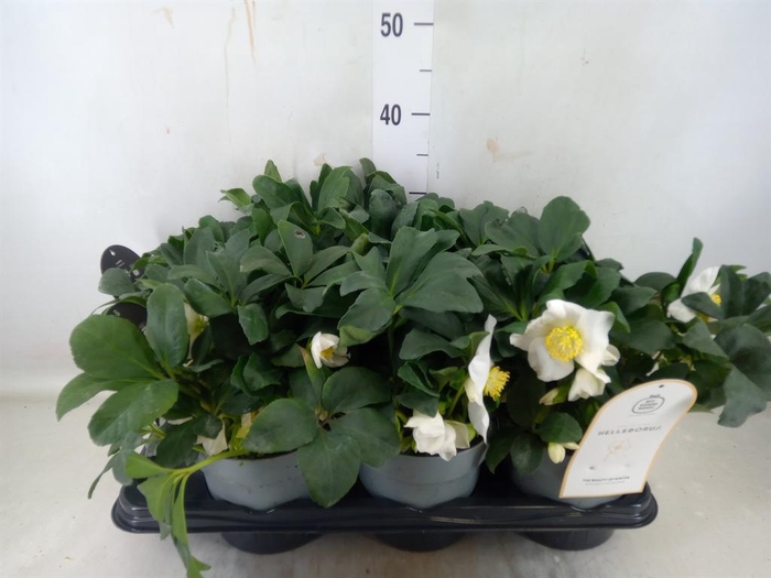 <h4>Helleborus niger 'Jacob'</h4>