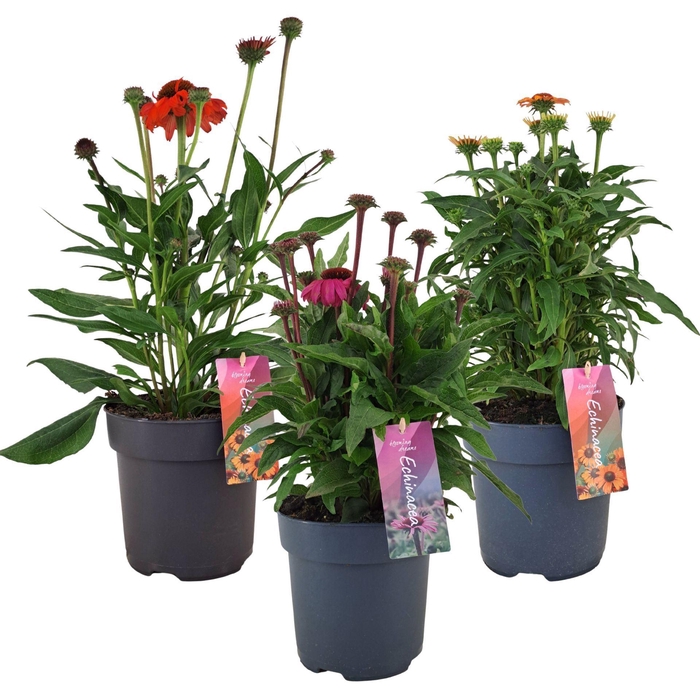 Echinacea purpurea