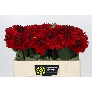 Dahlia Heatwave