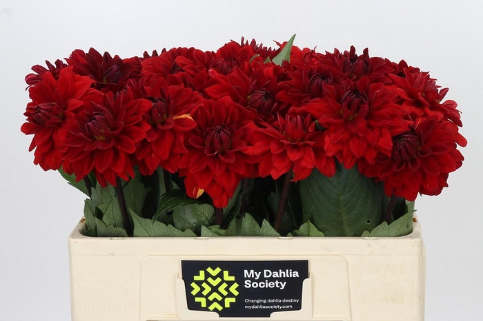 Dahlia Heatwave