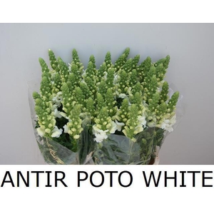 ANTIR POTO WHITE