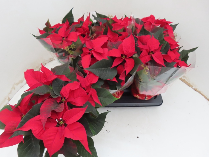 <h4>EUPHOR P CHR F RED</h4>