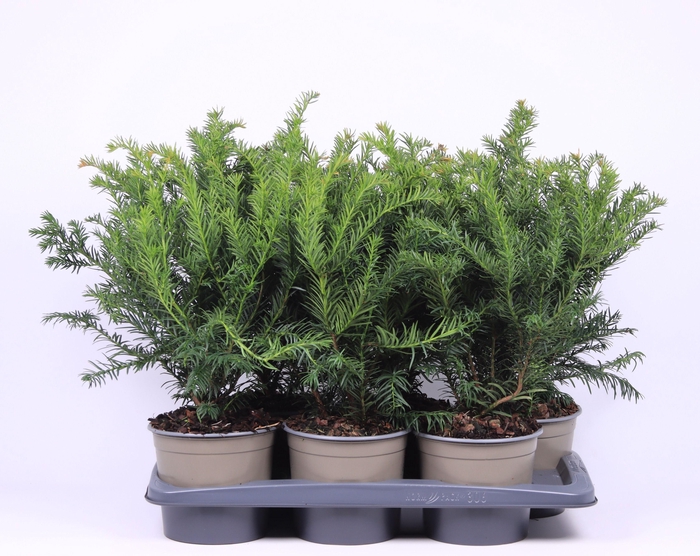 <h4>Taxus baccata 'Repandens'</h4>