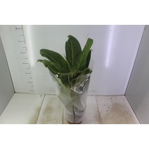 AGLAONEMA QUEEN P17