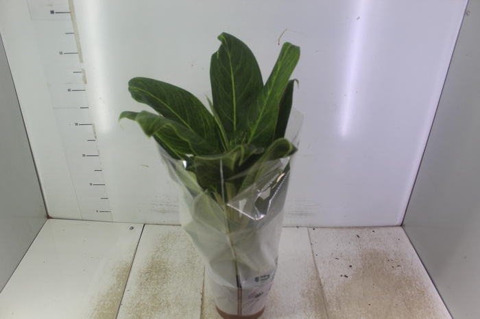 AGLAONEMA QUEEN P17