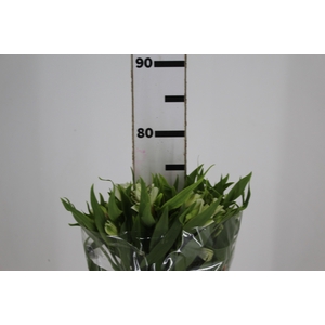 ALSTROEMERIA PRESTIGE 080 CM BRANCO