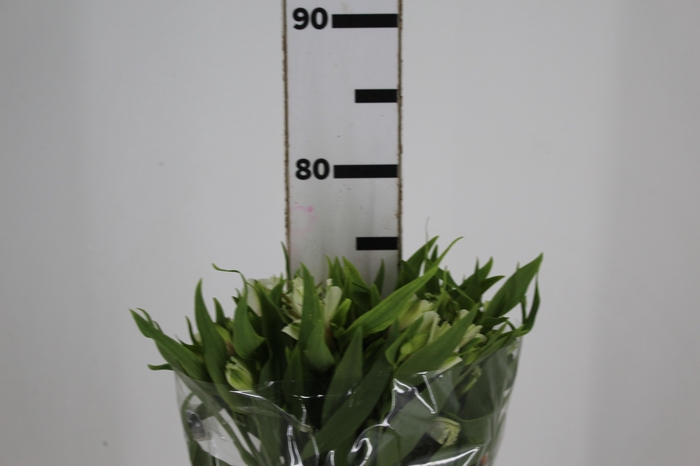 <h4>ALSTROEMERIA PRESTIGE 080 CM BRANCO</h4>