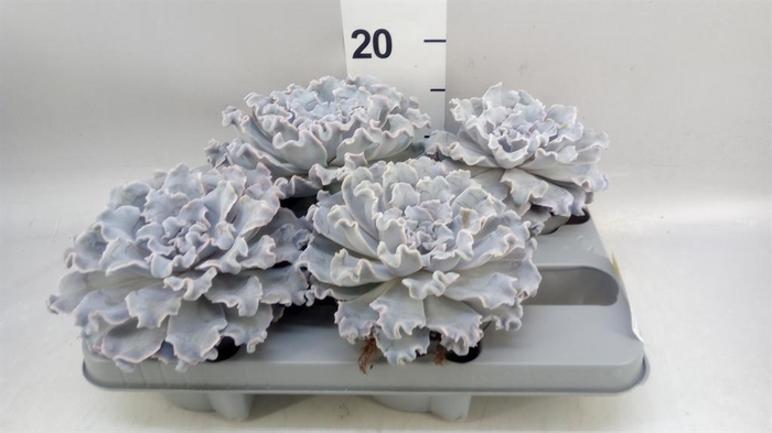 <h4>Echeveria   ...</h4>