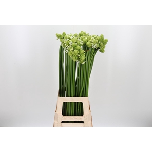 Ornithogalum Saundersiae
