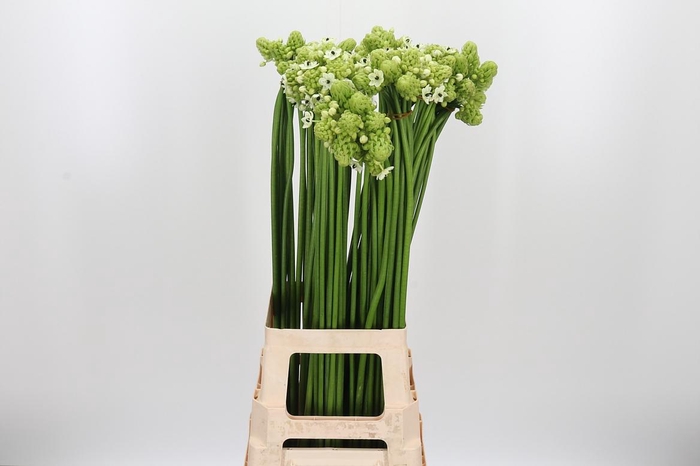 <h4>Ornithogalum Saundersiae</h4>