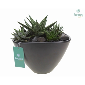 Pot keramiek Ovaal Large antraciet met Succulenten