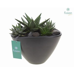 Pot keramiek Ovaal Large antraciet met Succulenten