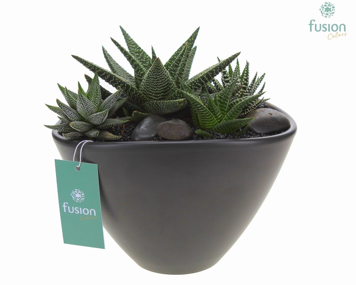 <h4>Pot keramiek Ovaal Large antraciet met Succulenten</h4>